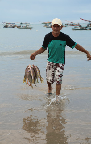 Demanda de peixe que caiba no prato prejudica a pesca da espécie pargo adulta e tem impacto na reprodução (Foto: FCO FONTENELE)