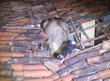 Vaca cai em telhado de imovel no município de Baturité
 