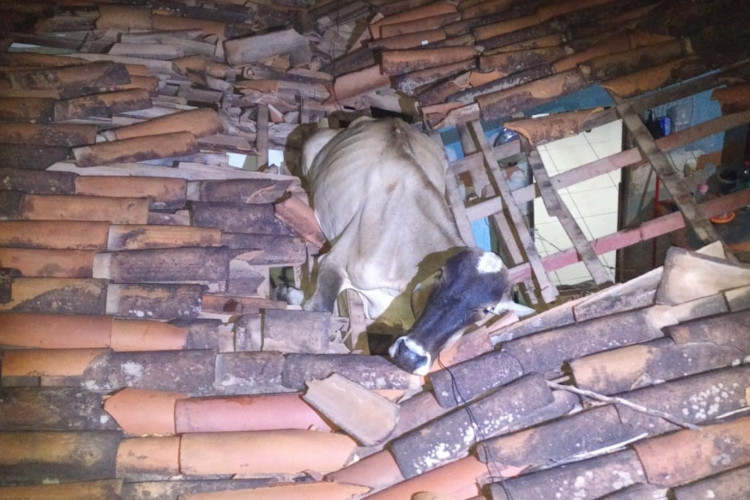 Vaca cai em telhado de imovel no município de Baturité
