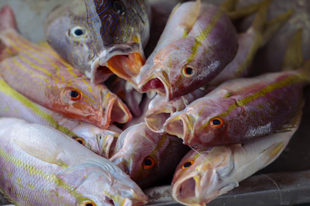 Pargo é espécie considerada nobre na culinária do País e valorizada no mercado internacional 