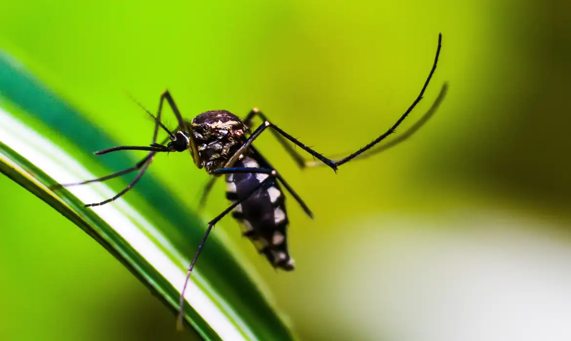 Mudanças climáticas podem ampliar infestação de mosquito Aedes no Rio 