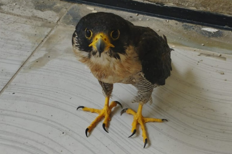 Falcão e cassaco foram resgatados em duas ocorrências diferentes no Ceará