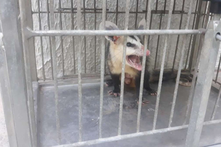 Falcão e cassaco foram resgatados em duas ocorrências diferentes no Ceará