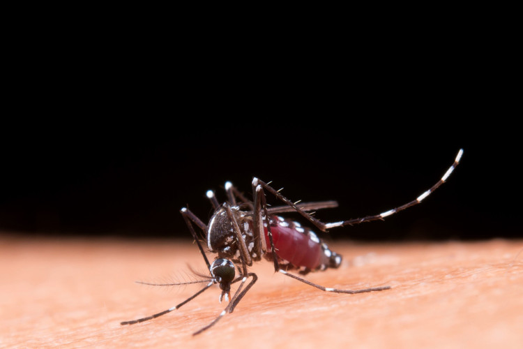 Saiba quais medicamentos evitar ou não em caso de dengue