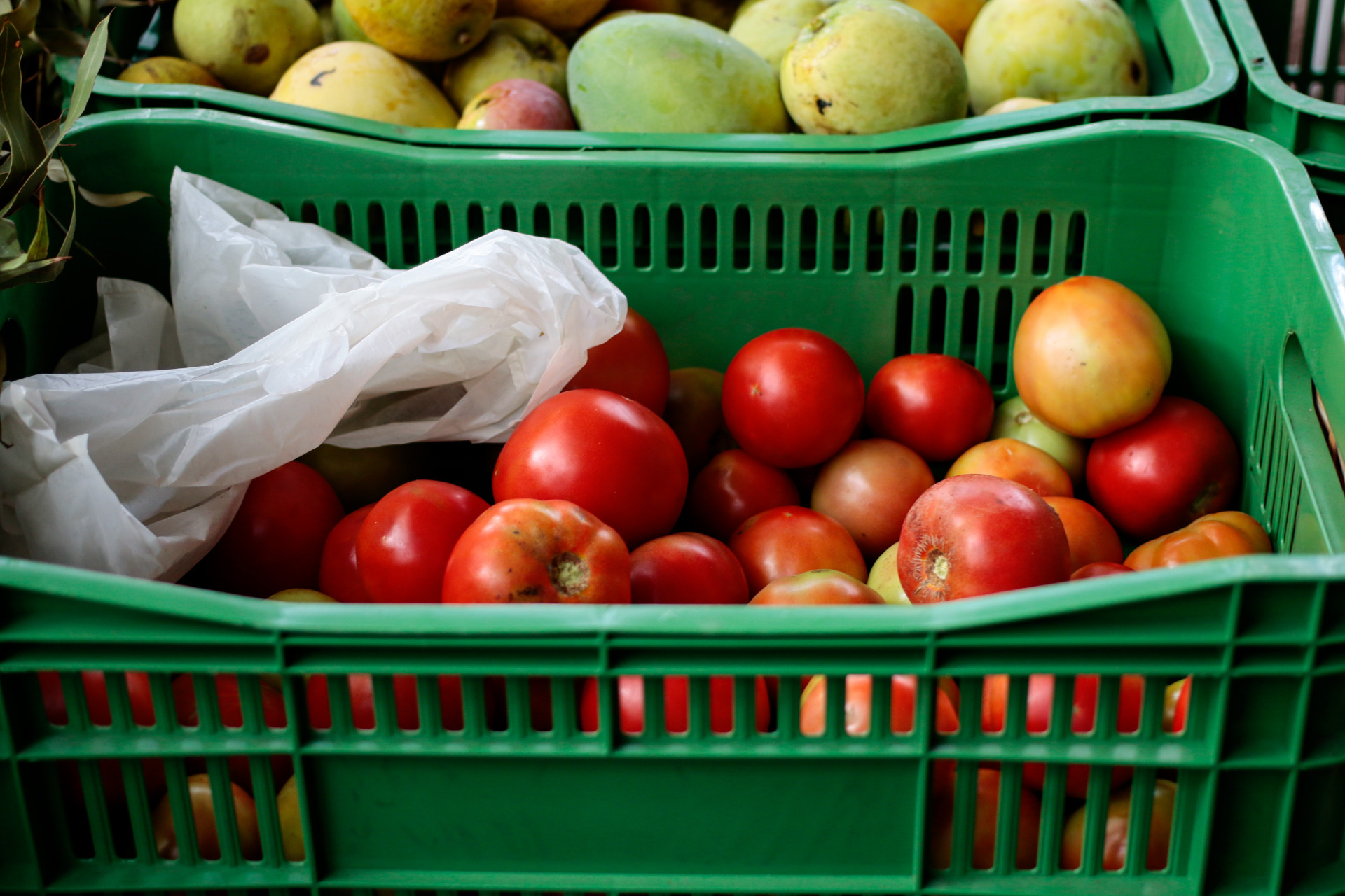 FORTALEZA, CEARÁ, BRASIL 17-02-2024: Parque Adahil Barreto-100ª Edição da Feira Agroecológica. (Foto: Yuri Allen/Especial para O Povo)