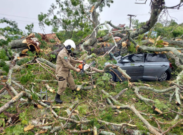 Árvore caiu sobre um carro no município de Pacajus nesta terça-feira, 20 