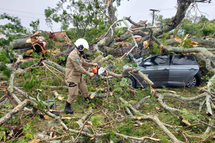 Árvore caiu sobre um carro no município de Pacajus nesta terça-feira, 20