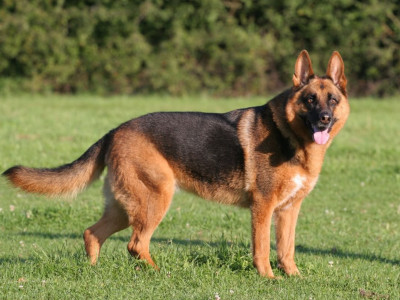 Pastor Alemão é uma raça de cachorro propensa a ter TDAH, segundo pesquisa