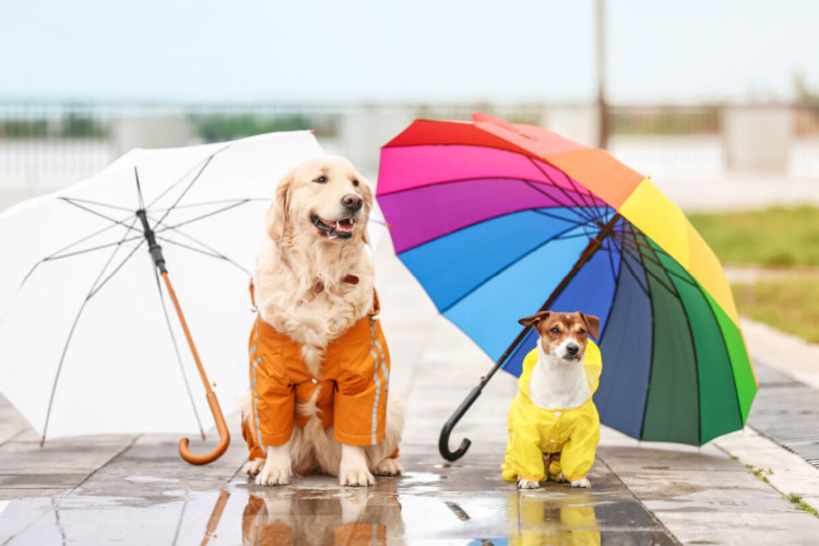 Os passeios durante os dias de chuva exigem alguns cuidados (Imagem: Pixel-Shot | Shutterstock) - Portal EdiCase