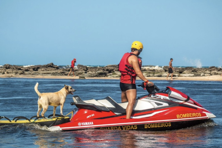 Cão "Audaz" atuava como parte da equipe de guarda-vidas do posto 11, na praia do Caça e Pesca, em Fortaleza