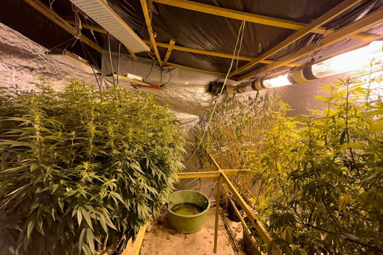 A equipe da PC-CE encontrou mudas de maconha, estufas, iluminação artificial e diversos materiais para o cultivo da planta