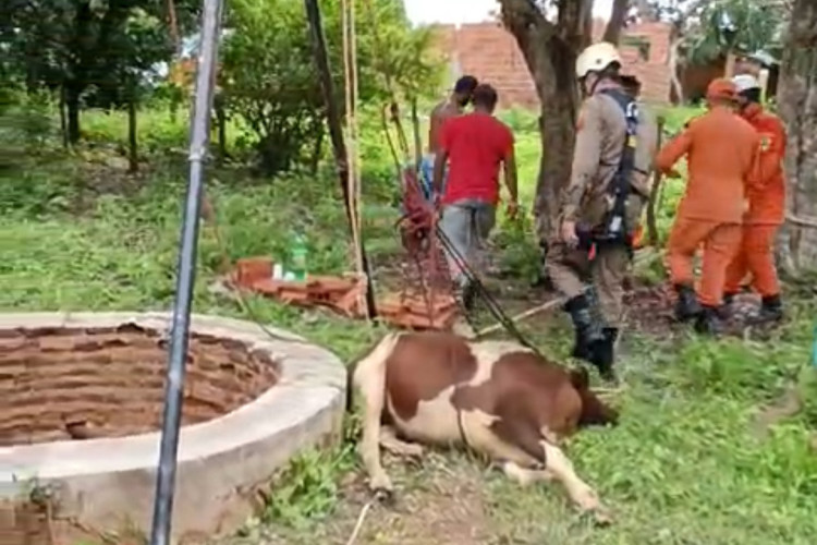 Resgate do animal ocorreu na tarde desse sábado, 24, e durou cerca de cinco horas