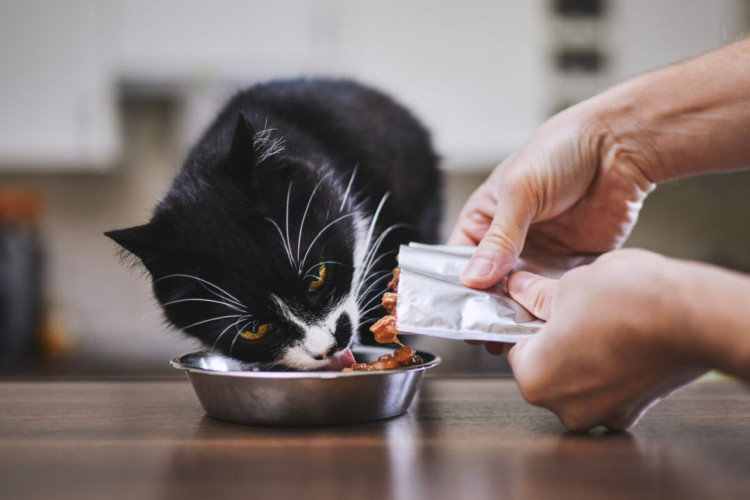A alimentação úmida deixa a refeição mais saborosa para os gatos (Imagem: Jaromir Chalabala | Shutterstock)