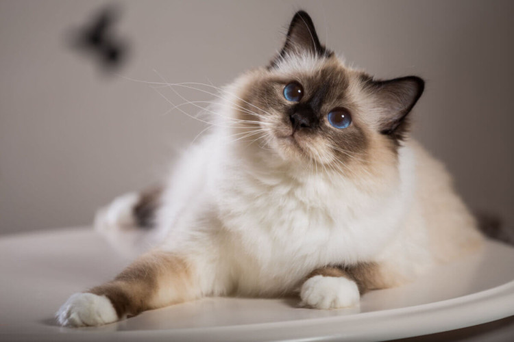 O gato birmanês é originário do sudeste asiático (Imagem: Viacheslav Lopatin | Shutterstock)