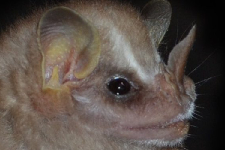 Batizada de Vampyressa villai, a nova espécie de morcego tem 50 milímetros