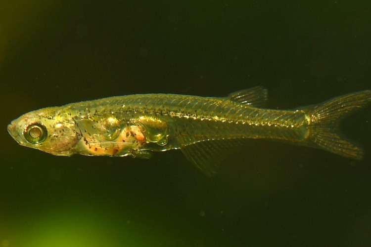 Apenas os machos da espécie emitem o som
