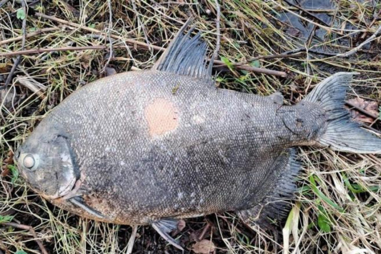 Peixe pacu, originário do Brasil, é pescado em lago na Irlanda 