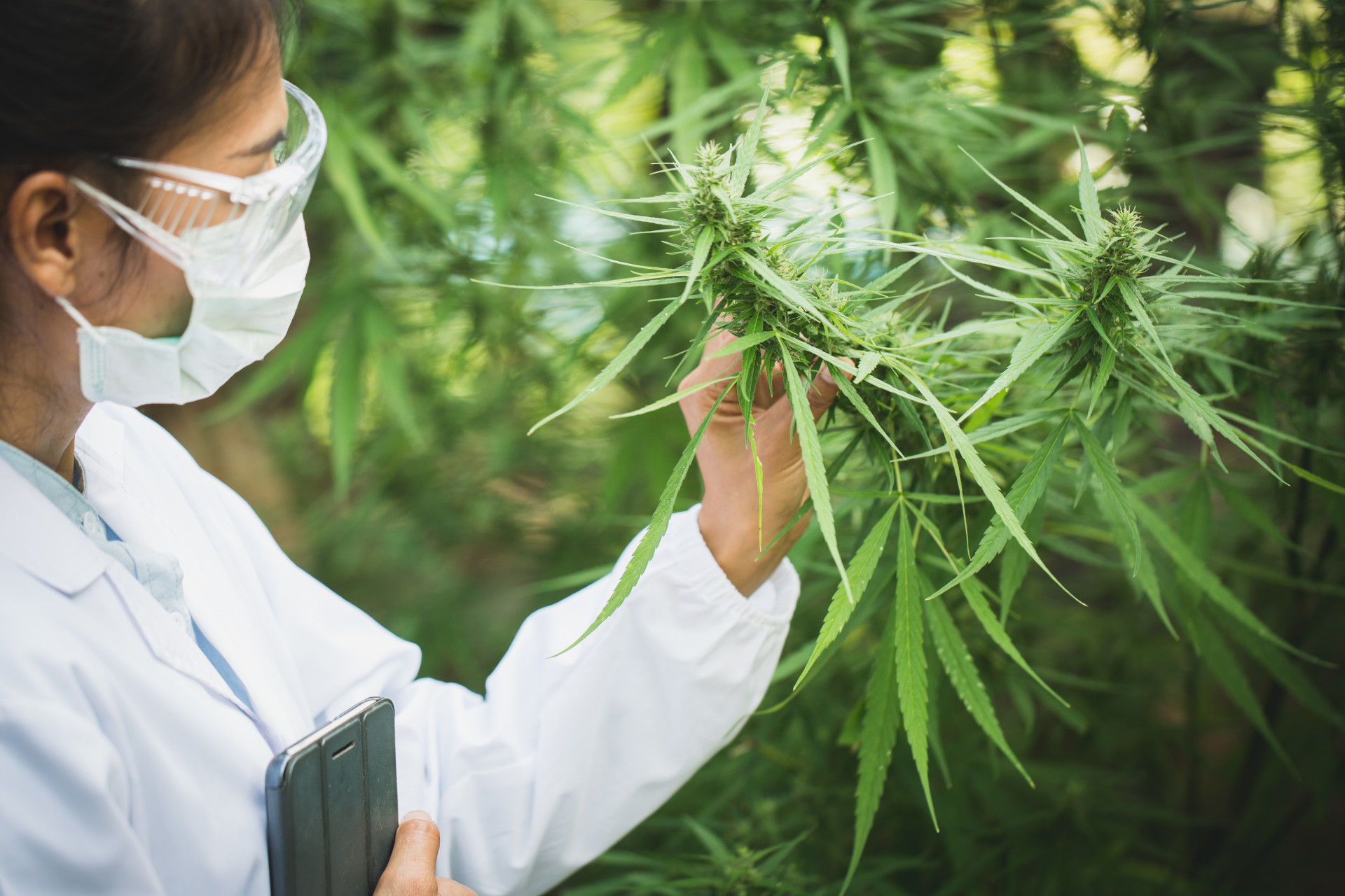 Female scientist in a hemp field checking plants and flowers, alternative herbal medicine concept, Marijuana research, cbd cannabis oil,   pharmaceptical industry. (Foto: Adobestock/Tinnakorn)