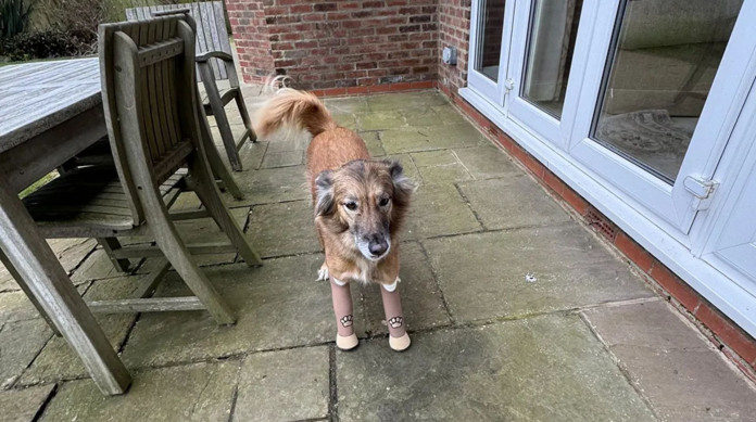 Cachorro que teve patas dianteiras decepadas por mastigar sapato ganha próteses que lhe permitem correr 