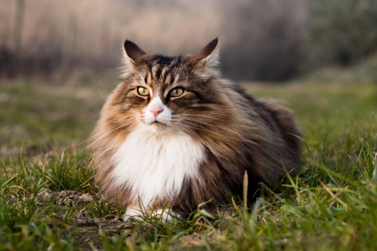 O gato da raça norueguês da floresta é famoso pela  pelagem exuberante (Imagem: AnnaPh | Shutterstock)