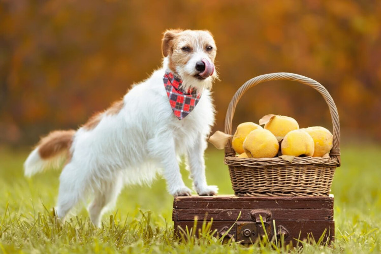 Oferecer frutas que não são digeridas pelo organismo do cão afeta a sua saúde (Imagem: Reddogs | Shutterstock)