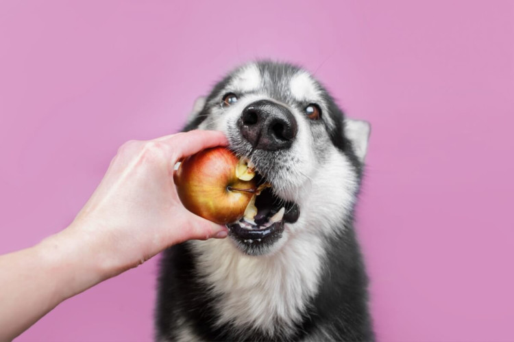 Algumas frutas podem ser benéficas para a saúde dos cachorros (Imagem: Ellina Balioz | Shutterstock)