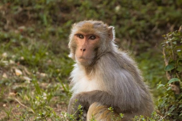 Macacos diminuem seus círculos sociais conforme vão envelhecendo, diz pesquisa 