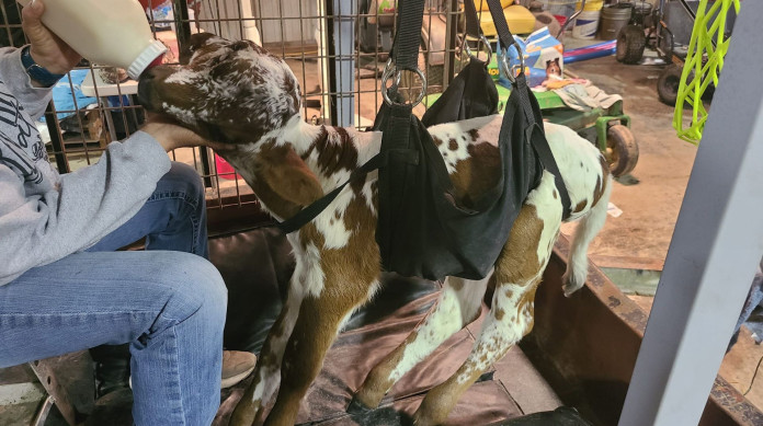 Bezerro tem duas caras, dois narizes, duas bocas e quatro olhos 