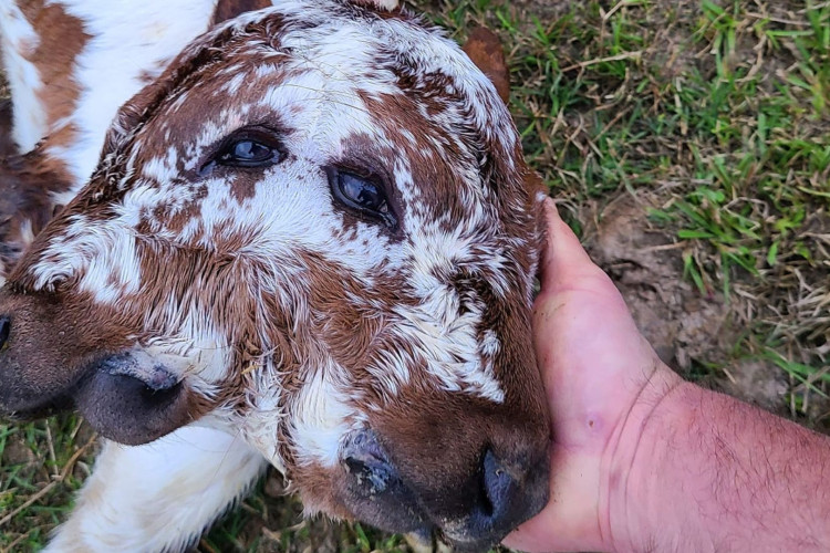 Bezerro tem duas caras, dois narizes, duas bocas e quatro olhos
