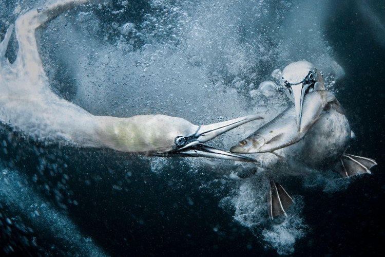 Foto de aves abocanhando peixe recebeu o primeiro lugar em premiação de fotografia