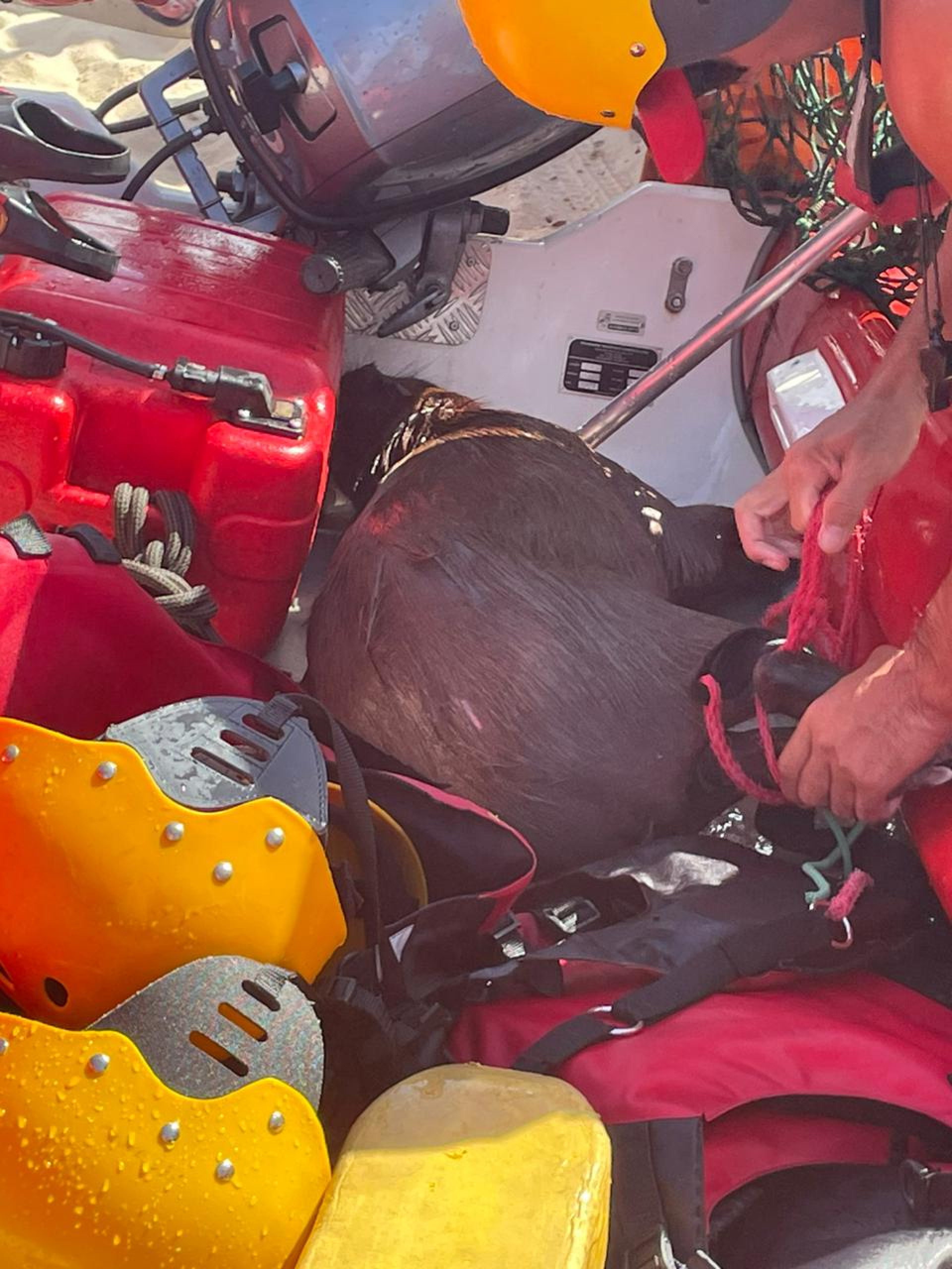 Capivara resgatada na Praia de Iracema 