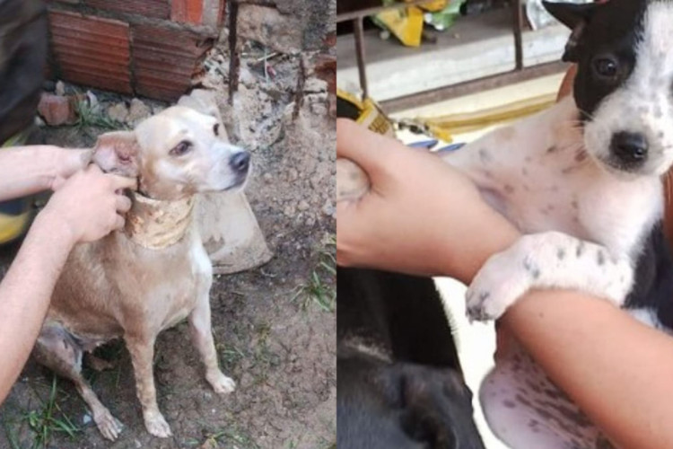 Bombeiros resgataram dois cães neste fim de semana. Uma cadela tentou se esconder em um cano e um filhote caiu entre dois muros 