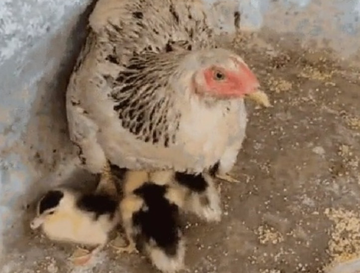 Após enchente, galinha 'adota' ovos de patos e cria eles como filhotes 