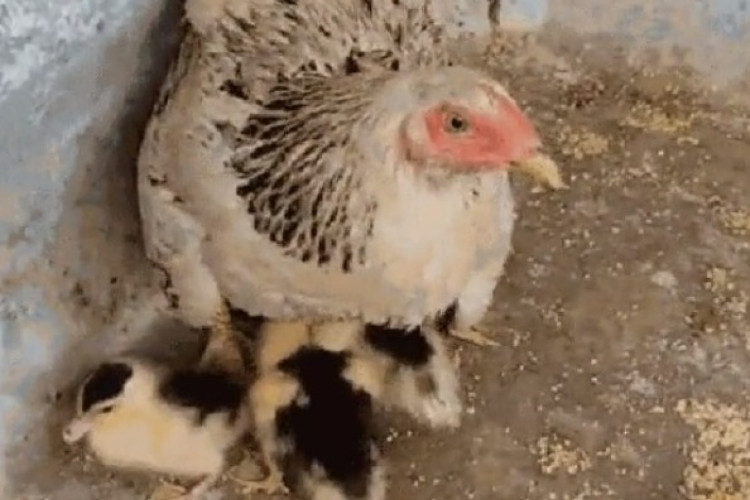 Após enchente, galinha 'adota' ovos de patos e cria eles como filhotes