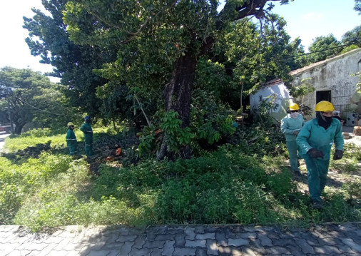 Galhos e folhagem de árvore na Maraponga caem sobre residência 