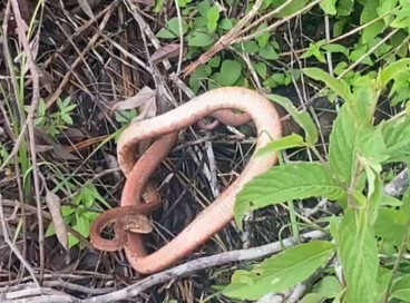 Cobra salamanta é encontrada em residência no município de Abaiara
 