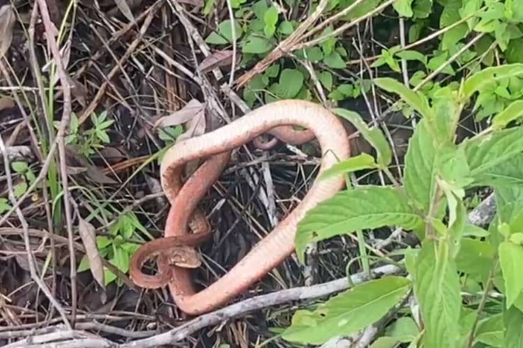 Cobra salamanta é encontrada em residência no município de Abaiara
