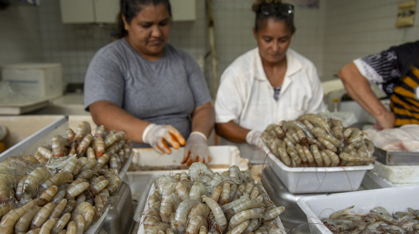 Cear&aacute; lidera produ&ccedil;&atilde;o de camar&atilde;o no Pa&iacute;s