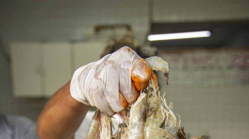 Fortaleza, CE, BR  03.04.24 - Aumento na produção de camarão no Ceará  (Fco Fontenele/OPOVO) (Foto: FCO FONTENELE)