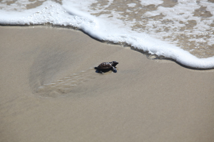 FORTALEZA, CEARÁ, BRASIL,05.04.2024: Nascimento de Tartarugas. Praia do Futuro