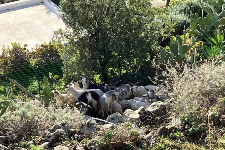 Cabras superaram número de habitantes e agora são oferecidas de graça em ilha italiana