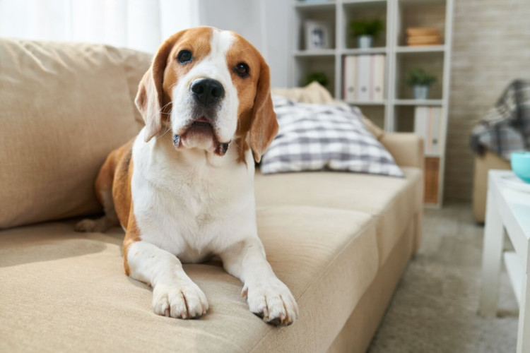 Alguns truques podem ajudar a eliminar o cheiro de cachorro da casa (Imagem: SeventyFour | Shutterstock)