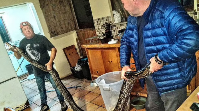 Cobra píton sendo removida da casa de idosa na África do Sul