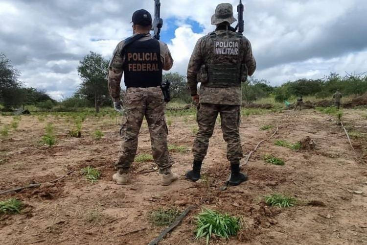 Operação integrada entre as polícias Militar e Federal indicaram o local exato da plantação, na região Norte da Bahia