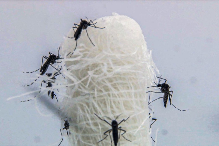 Casos de dengue caem pela metade no Rio de Janeiro