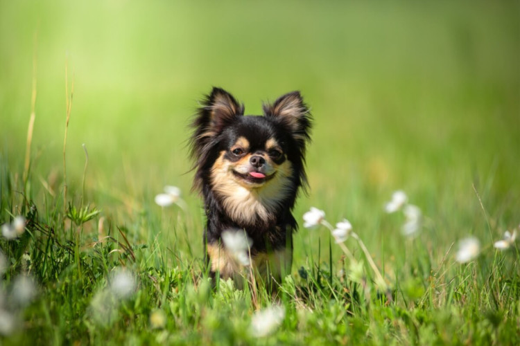 O chihuahua é um dos menores e mais encantadores cachorros do mundo (Imagem: Evgeniia Shikhaleeva | Shutterstock)
