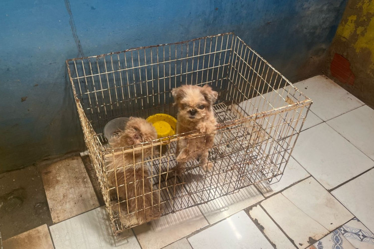 Maus- tratos a animais na Cidade dos Funcionários, em Fortaleza 