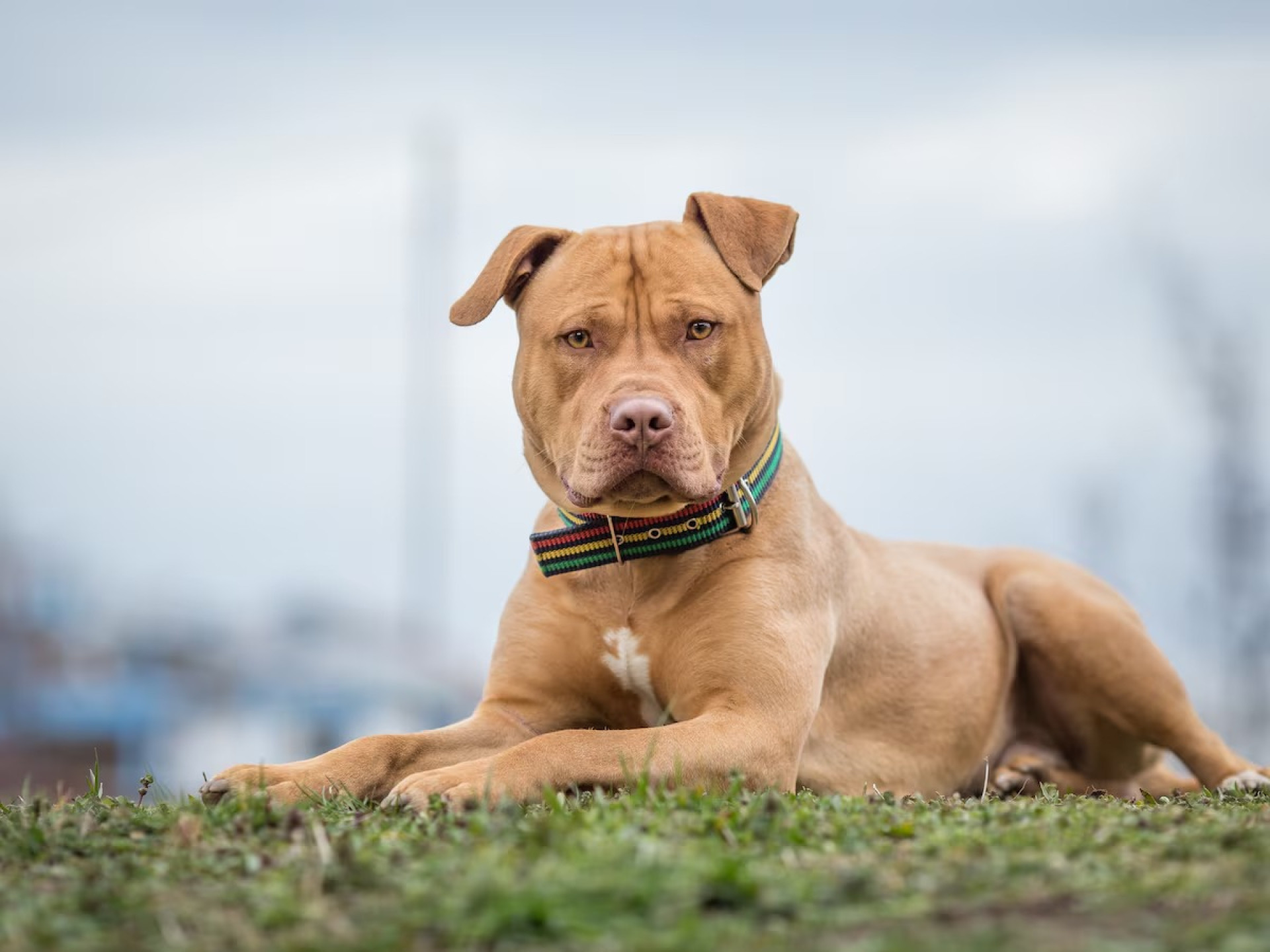 O pitbull é uma das raças de cachorro que possui recomendações sobre seus cuidados e, principalmente, sobre seu convívio em sociedade (Foto: Reprodução/ Adobe Stock)