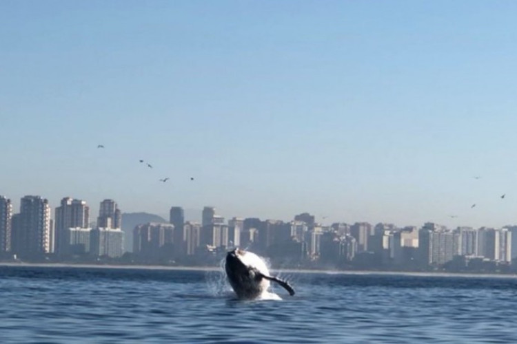 Cientistas usam baleias para treinar comunicação com OVNIs, caso os encontre algum dia 
 