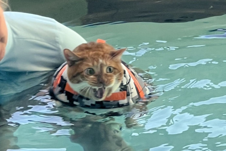 O gato Ty começou a fazer natação duas vezes por semana para diminuir seu peso 